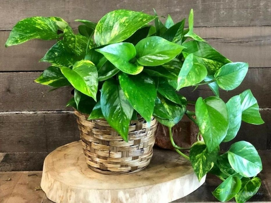 Малыши сциндапсуса