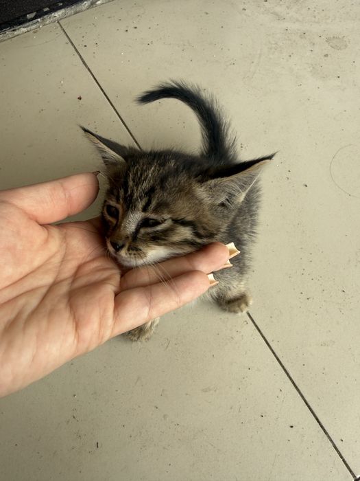 Отдам котенка в добрые руки