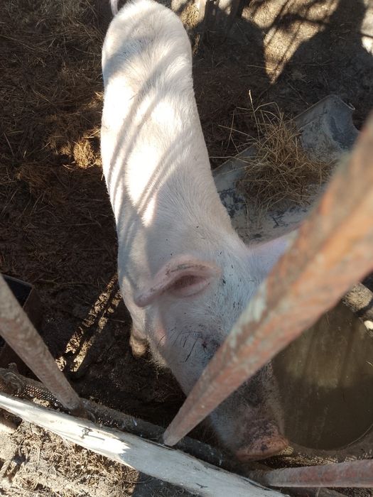 Женско прасе 35_40кг