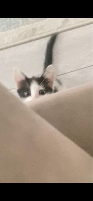 Котенок красивый, умная девочка