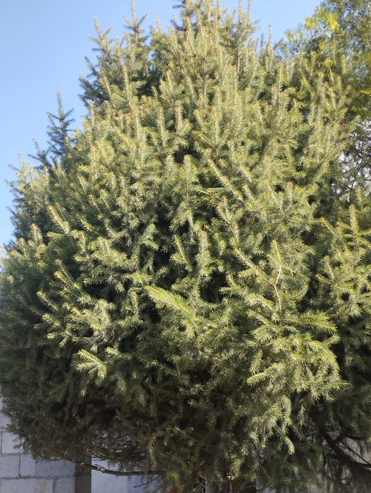 Продам ёлки ёлка