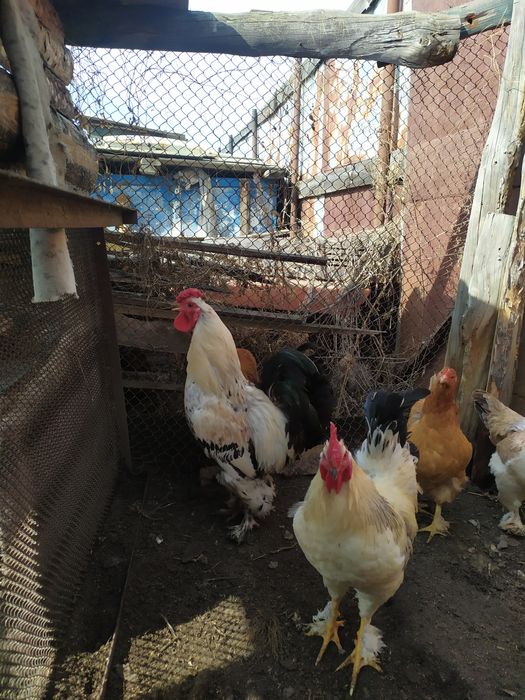 продам молодых петухов