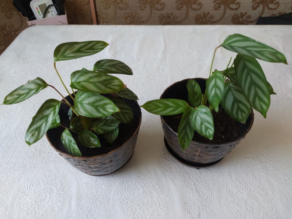 Продам комнатные цветы