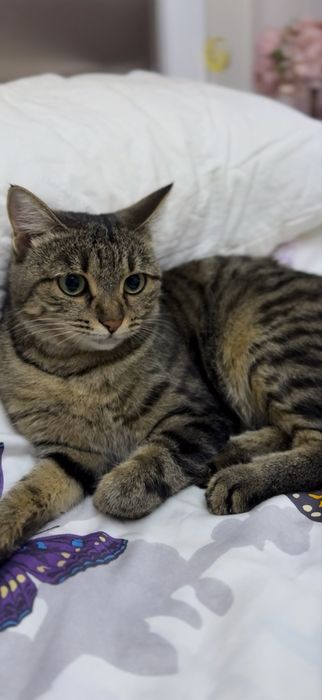 кошка стерелезованная