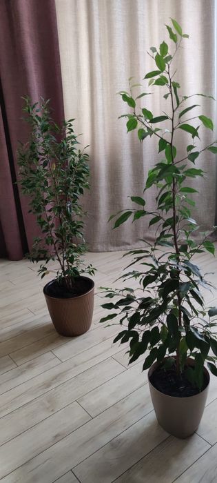 Ламинат 14мм 27кв.м.