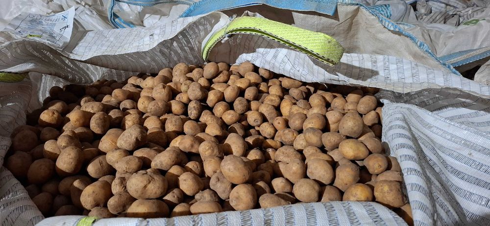 Семена картофи сорая Б клас