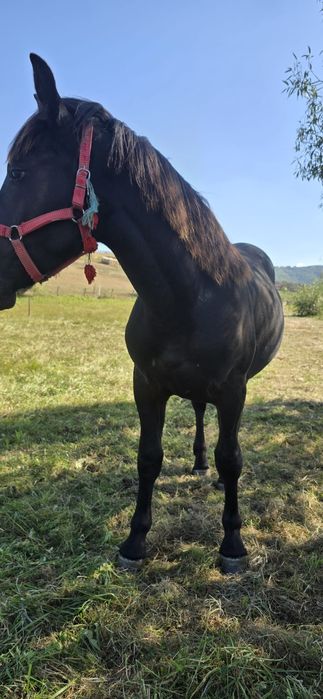 Mânz necastrat de vânzare