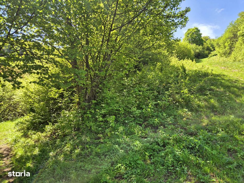 Teren 1577 mp, intravilan Schei, Brasov