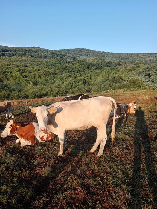 Vacă de vânzare Bistrița
