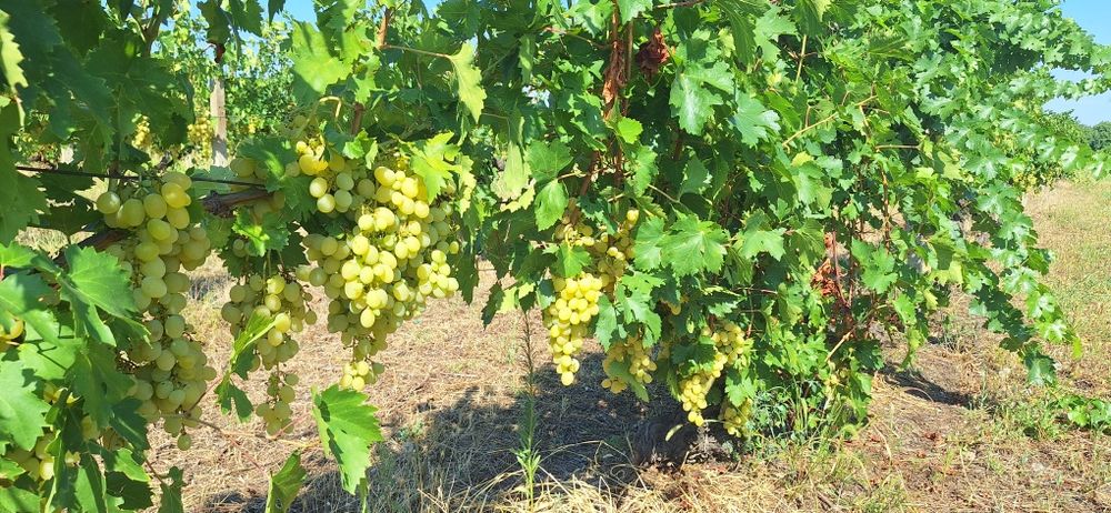 Продавам грозде за ракия-Супер ран Болгар