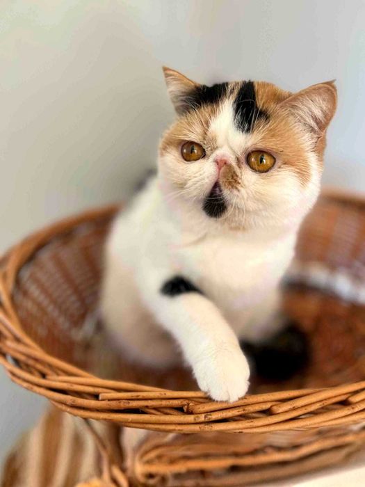 Продава се в развъждане котка, порода экзот. Родена 28.04.25.