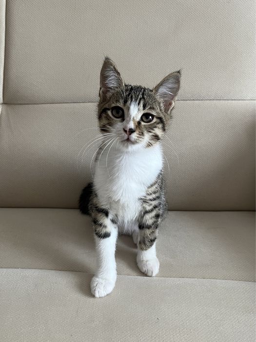Очаровательный котенок