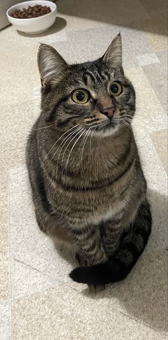 Ласковая кошечка