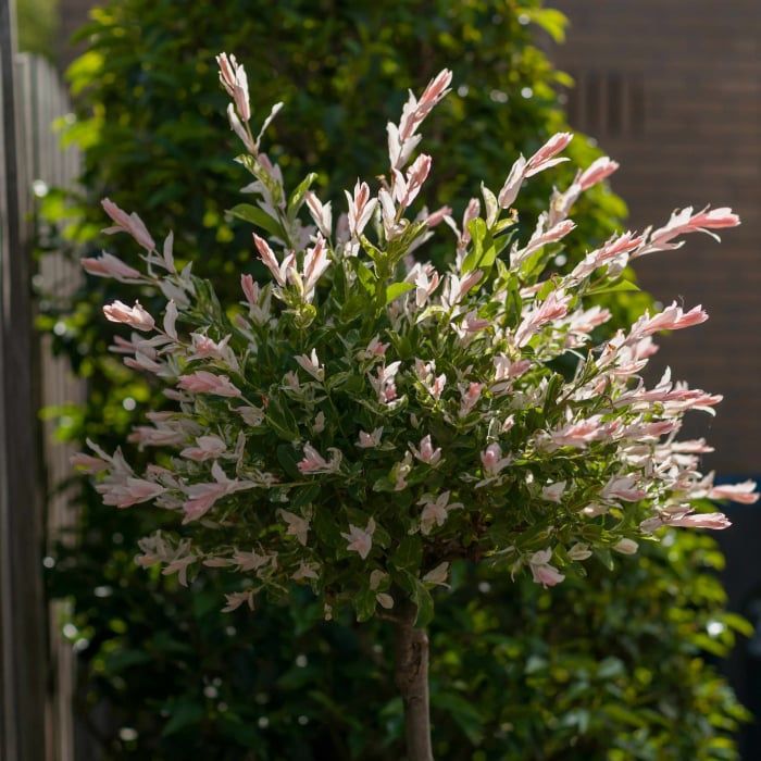 Salcie Japoneza la Ghiveci pe Trunchi