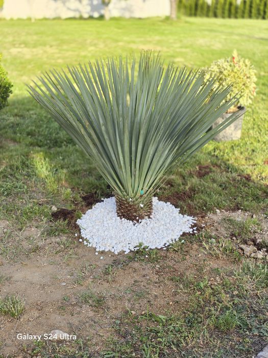Yucca rostrata albastră