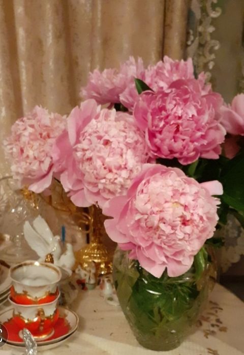 Цветы многолетнее