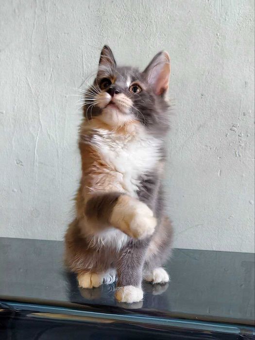 Ваш идеальный курильский бобтейл! Кошка.