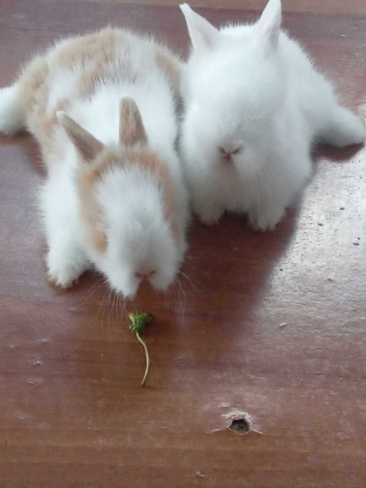 Iepurasi cap de leu pitic