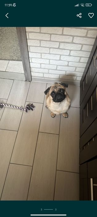 Украли мопса есть видео