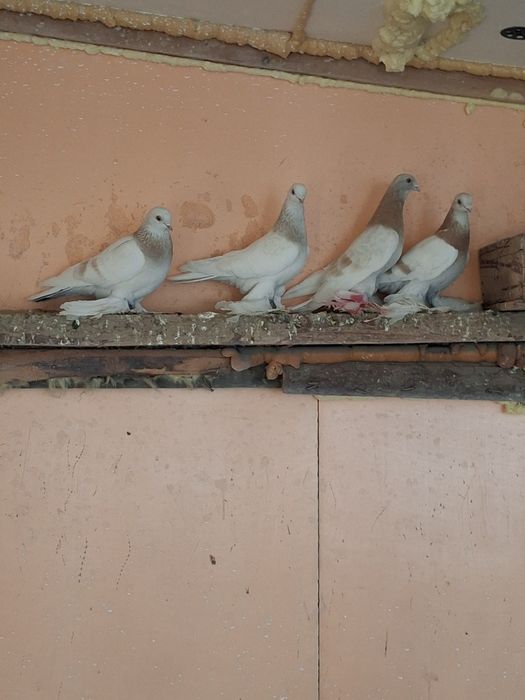 Продам голубей самцы