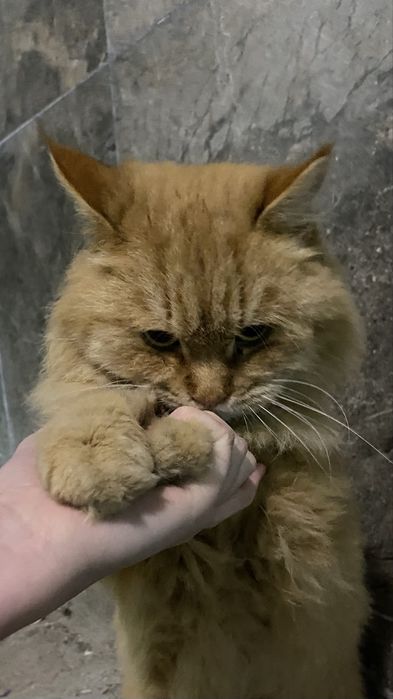 Отдам кота в добрые руки