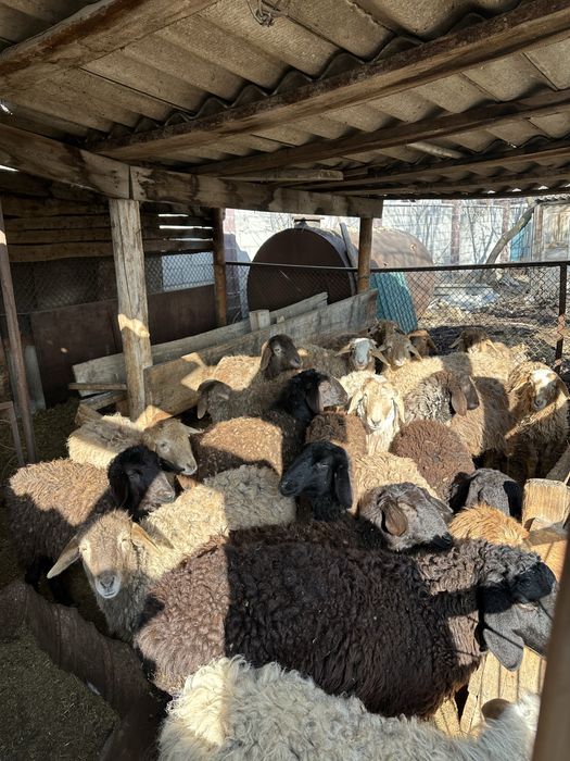 Продам баранов (токты)