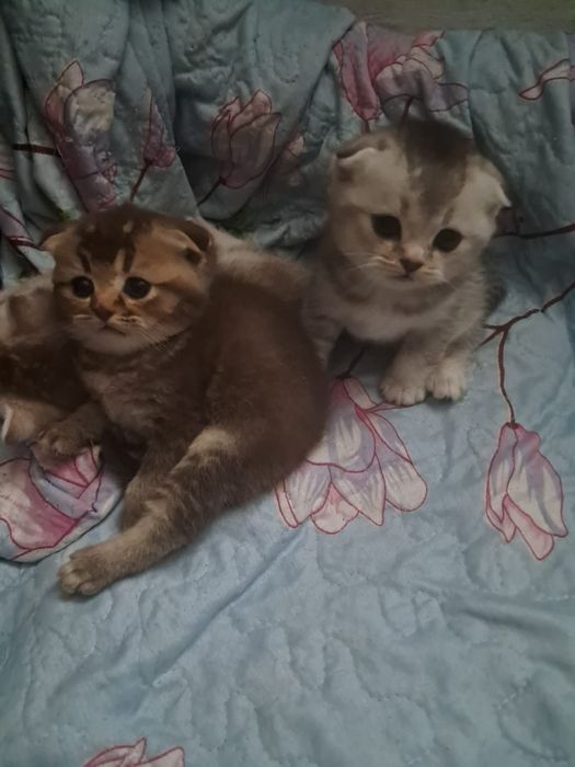 Шотландские котята