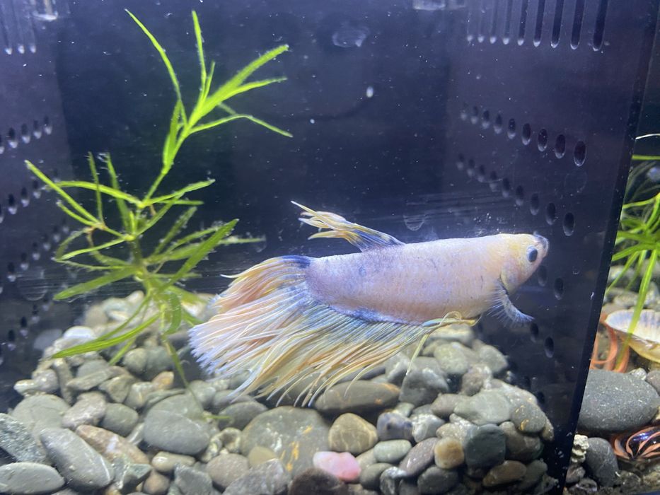 Аквариумные рыбки петушки