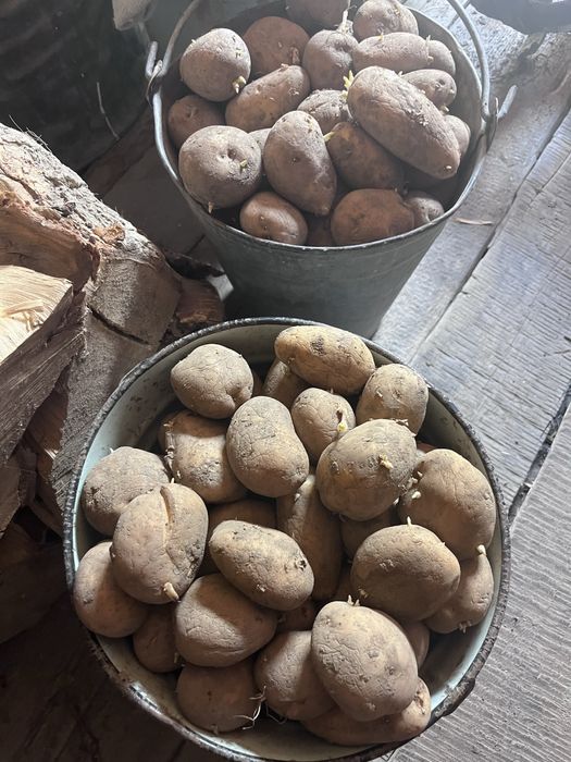 Продам картофель на посадку
