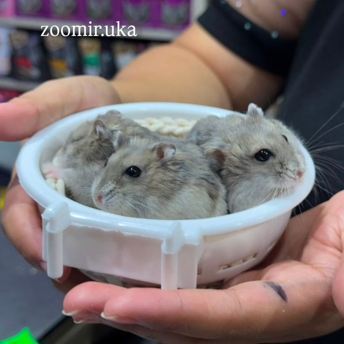 Джунгарские хомяки