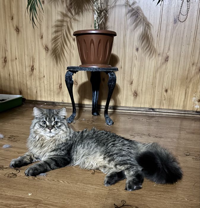 Продается скоттиш страйт