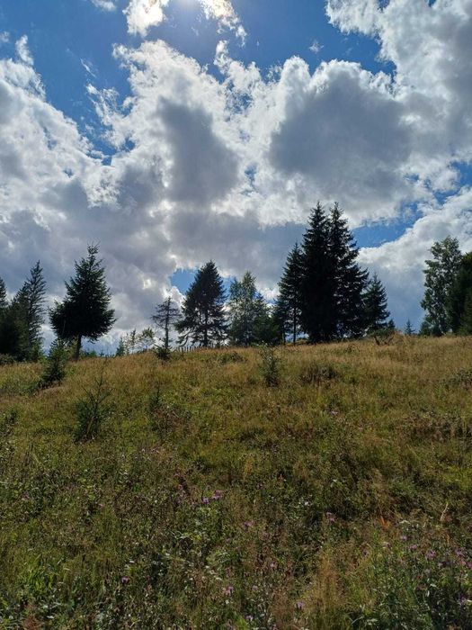 Teren extravilan Câmpu lui Neag(Fețele Topliței)-judetul Hunedoara