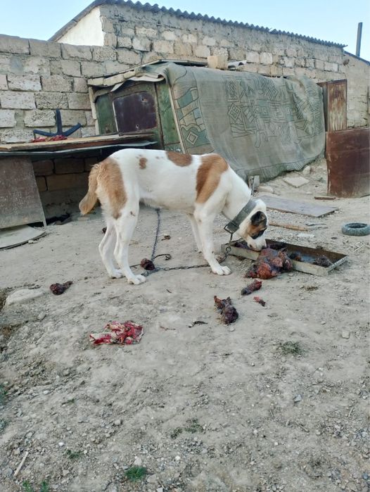 Продается собака туркменский алабай