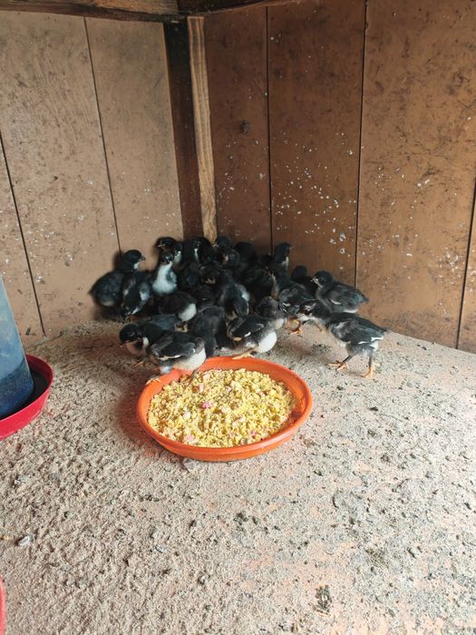 Vând pui din rasa Australorp