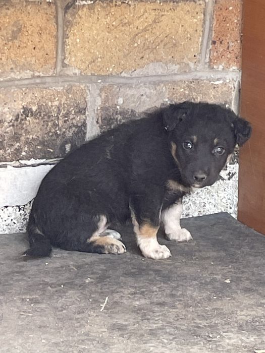 Дарим щенка. Девочка