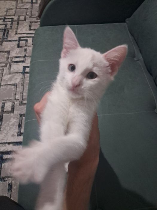 Отдам котёнка, 3 месяца, мальчик. К лотку приучен.