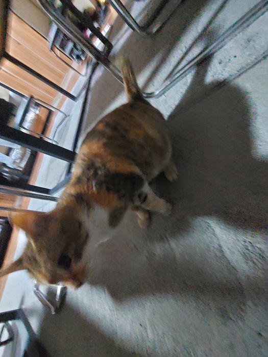 Uy mushugi sotiladi.