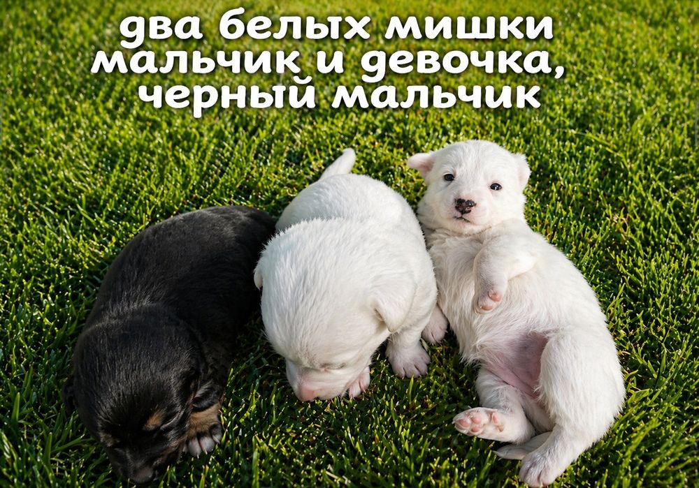 Щенки бесплатно очень милые