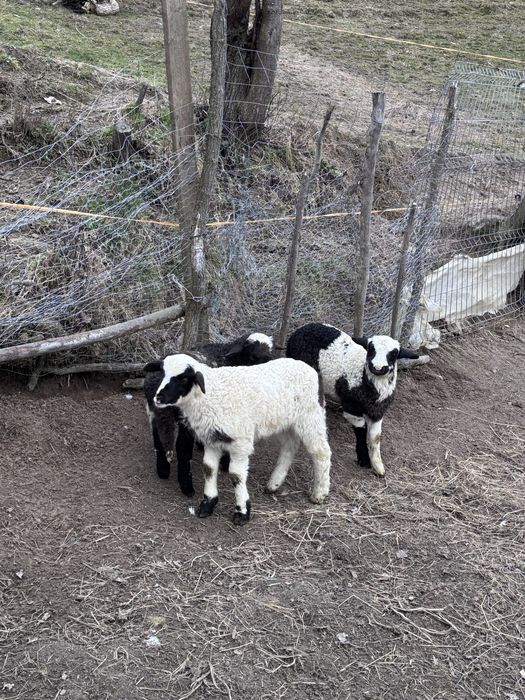 Vand  sau schimb  18 oi cu cai ,vaci ,4x4