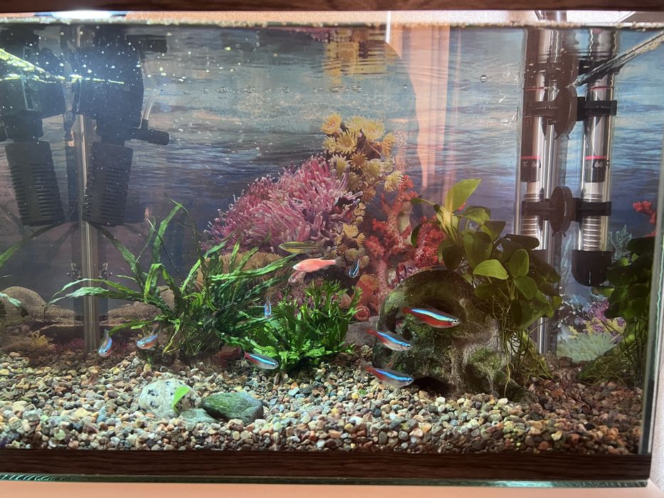 Аквариум с рыбками