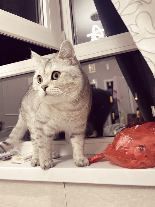 он очень хороший