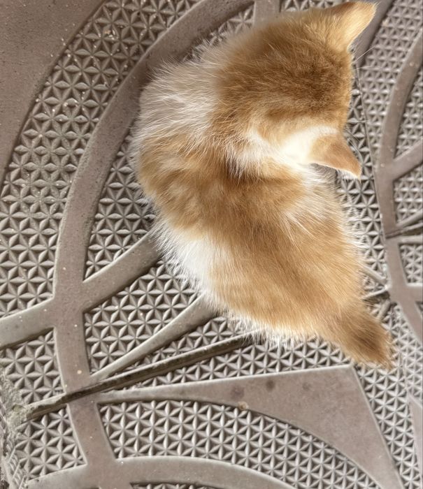 Отдам даром котят