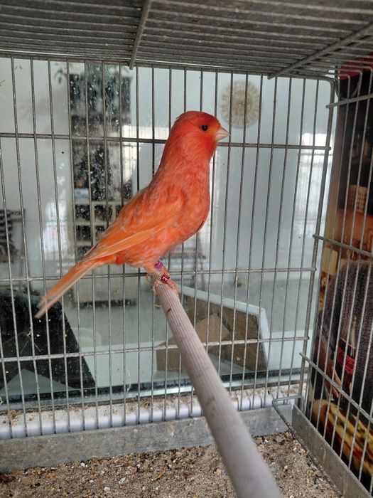 Vand canari Eforie Sud