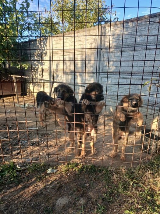 Donez pui metis ciobanesc german si rottweiler