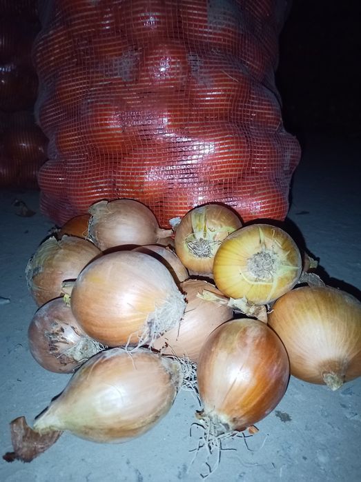 Лук репчатый, оптом.