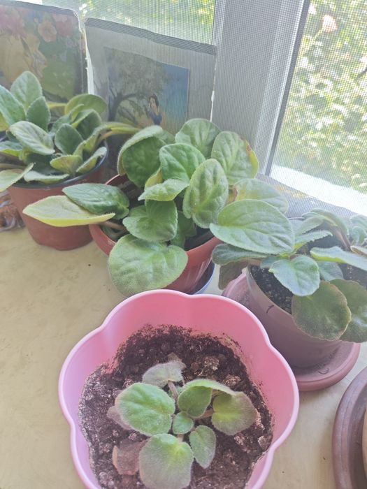 Срочно продам цветы!!