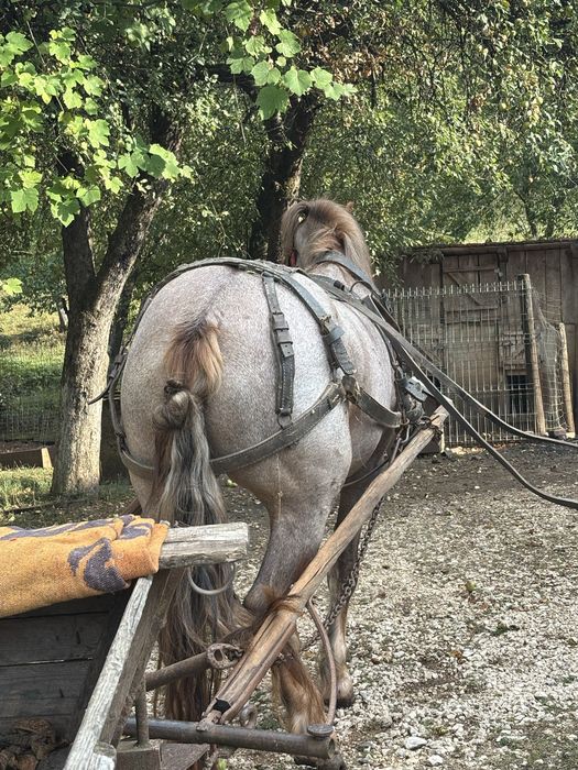 Vand manză de 4/5 ani