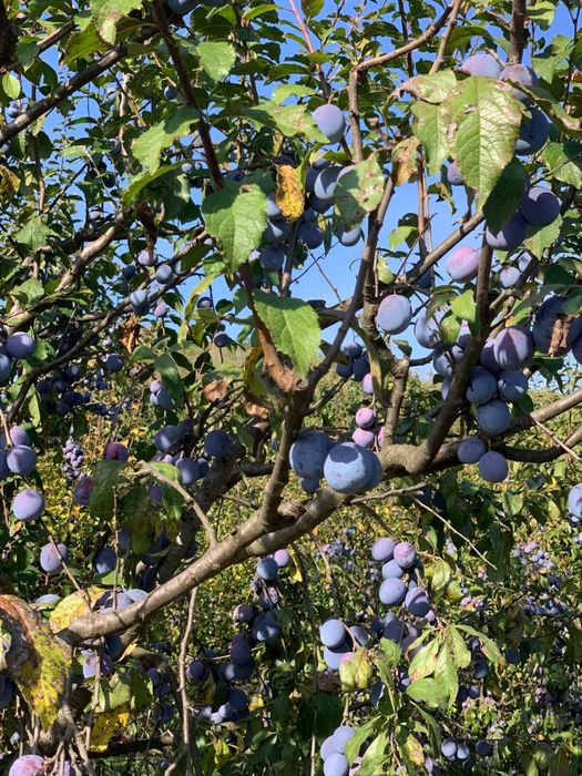 Vand prune Anaspet, coapte, pret avantajos, comuna Bogati, judet Arges