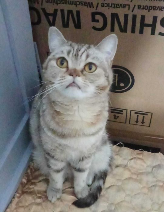 Необычная кошечка ищет дом