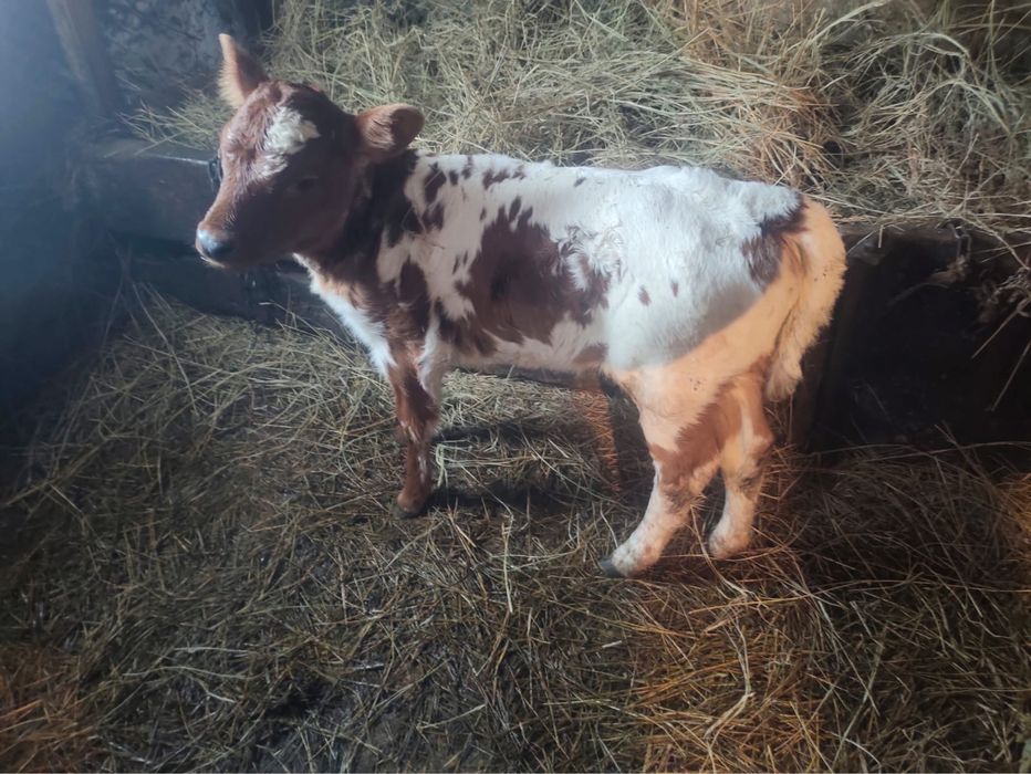 Бұзау сатам продаю телят